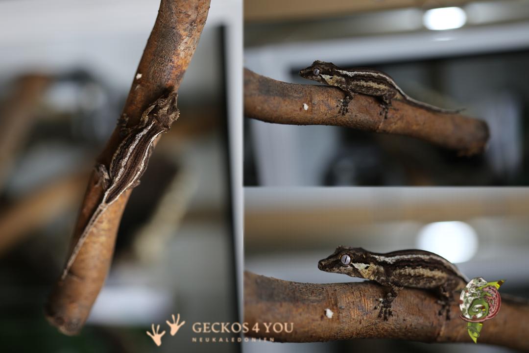 0.0.1 Nachzucht Höckerkopfgecko Nachzucht Höckerkopfgecko 0.0.1