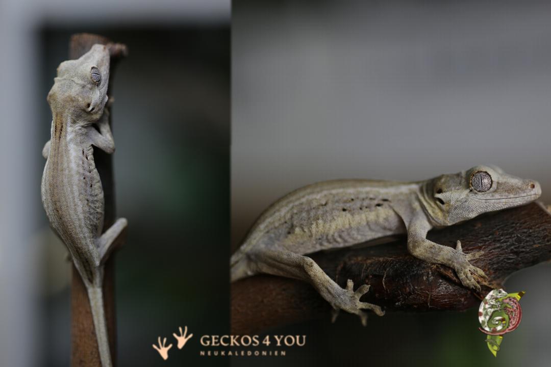 0.0.1 Nachzucht Höckerkopfgecko2 0.0.1 NZ Höckerkopfgecko