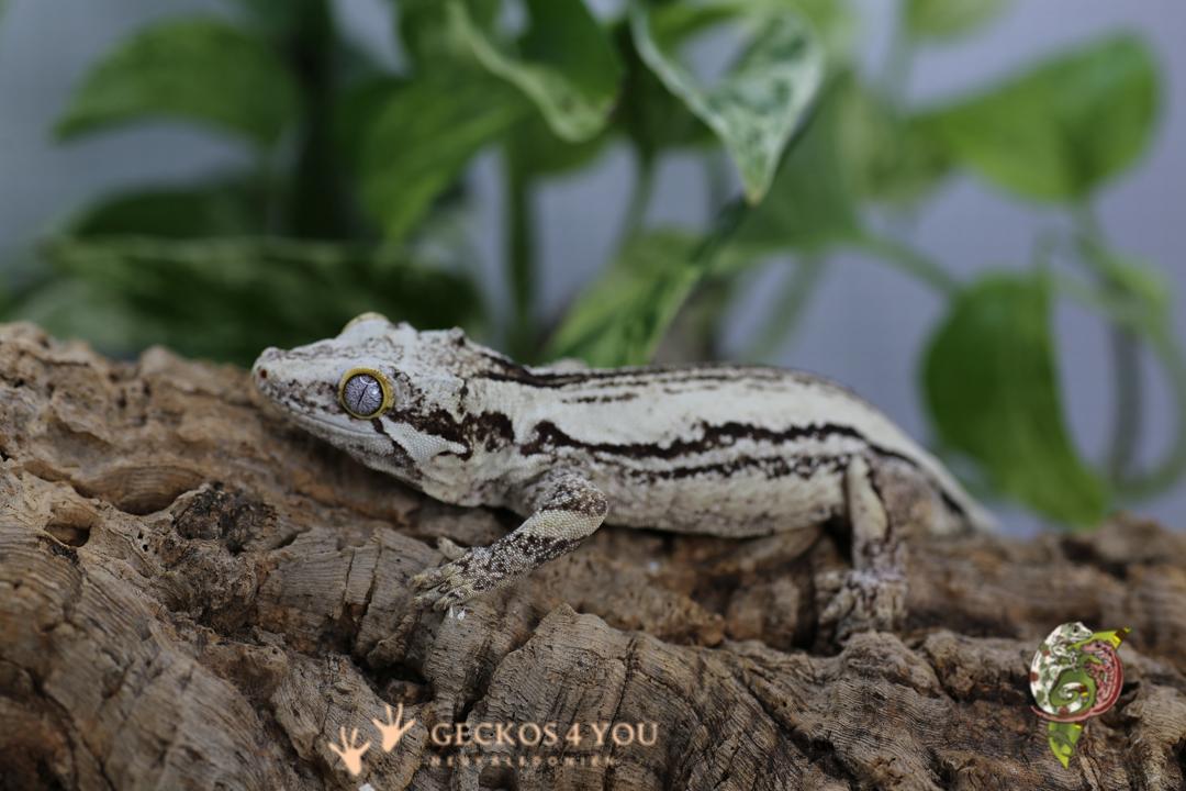 Höckerkopfgecko 0.1 Bestand: Höckerkopfgecko 0.1