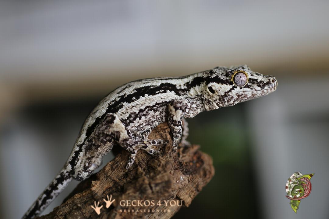 Höckerkopfgecko 1.0 Bestand: Höckerkopfgecko 1.0