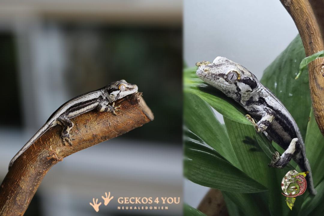 Höckerkopfgecko B&W Jungtier Höckerkopfgecko B&W Jungtier