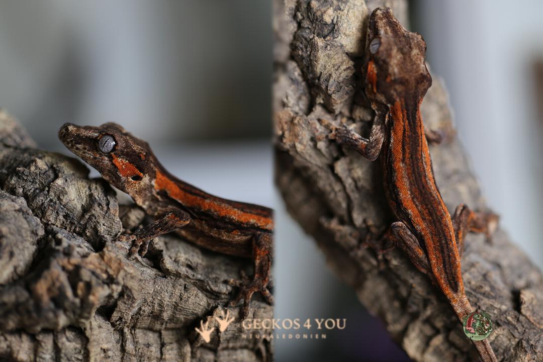 Höckerkopfgecko 0.0.1 2025