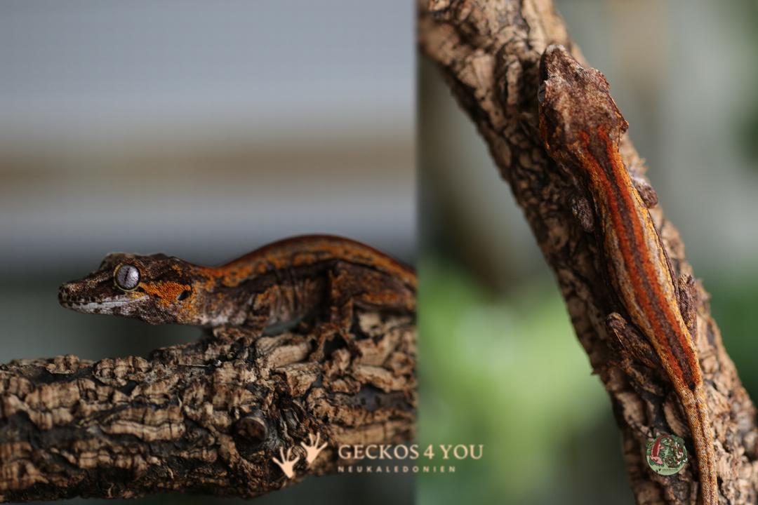 Höckerkopfgecko 0.0.1 2025
