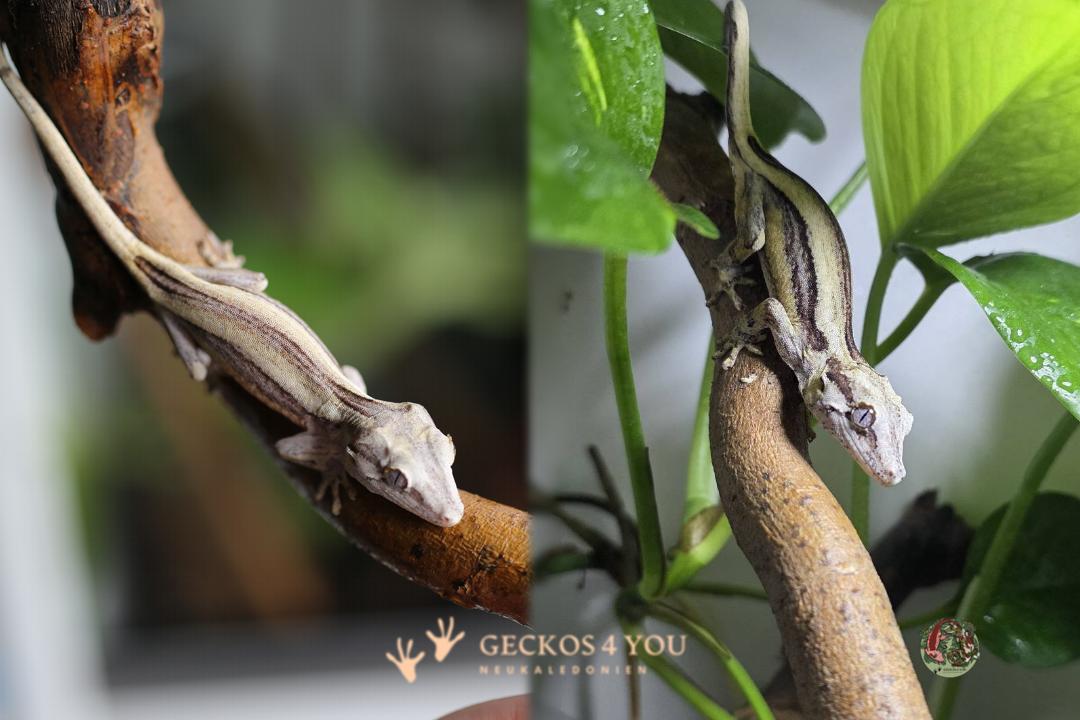 Höckerkopfgecko 0.0.1 2025