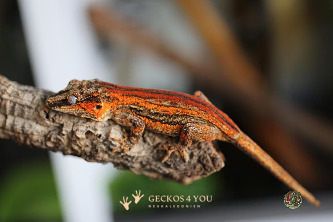 0.1 Höckerkopfgecko