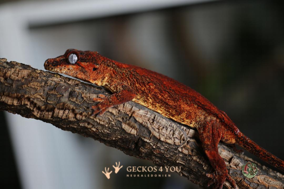 0.1 Höckerkopfgecko