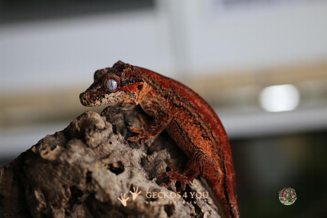 0.1 Höckerkopfgecko