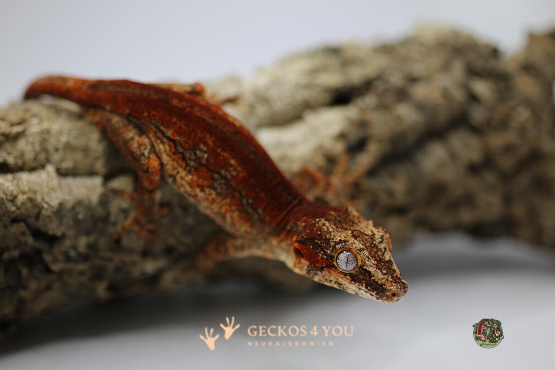 1.0 Höckerkopfgecko