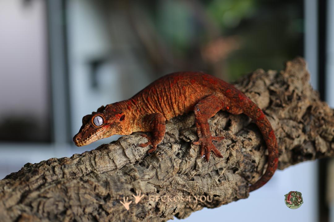 1.0 Höckerkopfgecko