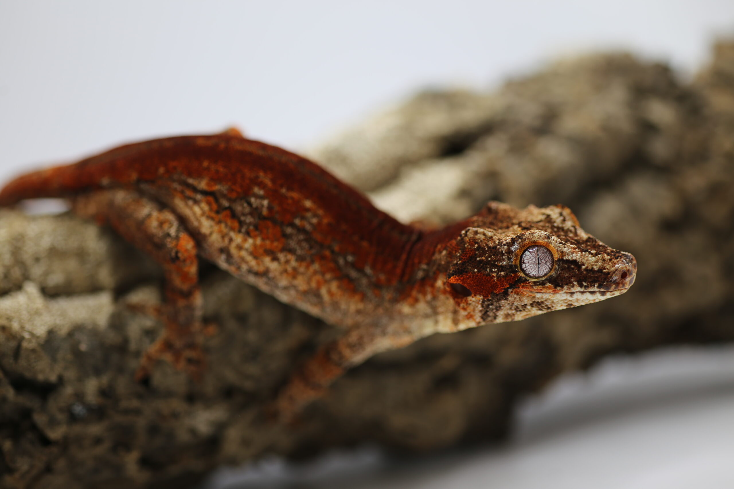 Red Base Red Striped Höckerkopfgecko