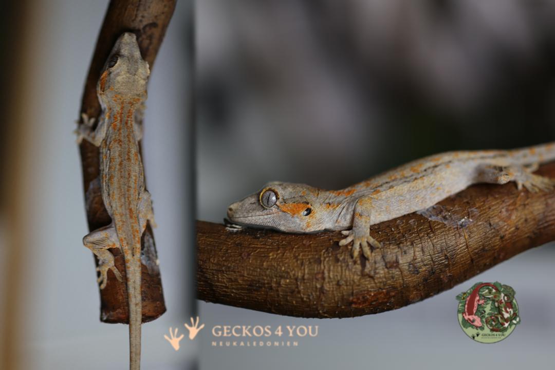 0.0.1 Höckerkopfgecko Nachzucht Red Stripe 0.0.1 2026